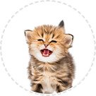 Gatos